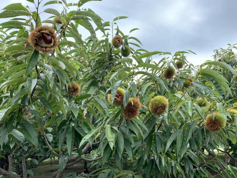 甘さ凝縮！山鹿和栗（１ｋｇ箱入り）