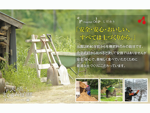 佐藤錦1kｇ【予約販売】北海道・芦別産【大橋さくらんぼ園】