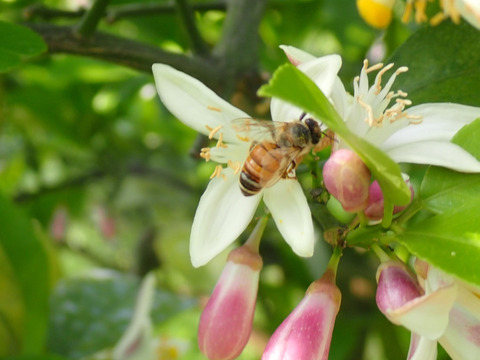 もぎたて マイヤーレモン  約1.5㎏