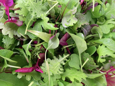 洗わずそのまま❕【アドガワリーフ】ベビーリーフ2袋(250g×2)