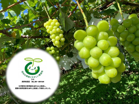 パリッとした歯応えと爽やかでフルーティーな甘さの人気のシャインマスカット