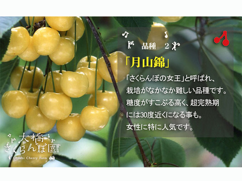 4色セットプレミアム24粒【予約販売】北海道・芦別産【大橋さくらんぼ園】７月下旬頃～発送