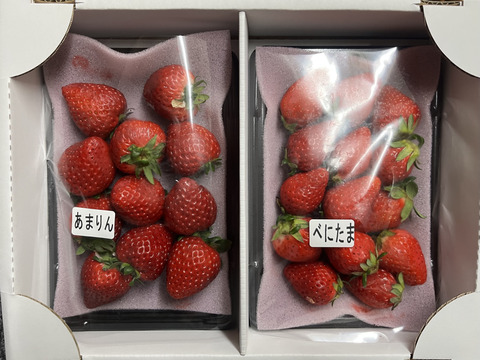 あまりん・べにたま】食べ比べ2パック(500g)🍓：埼玉県産のあまりん