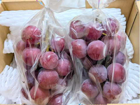 大粒なのにこんなに甘い★クイーンニーナ800g（2～3房）長野県認証/特別栽培同基準（信州の環境にやさしい農産物認証50）