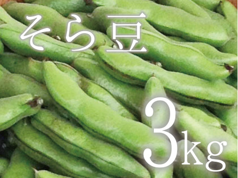 【(予約)5月限定!待ってましたこの季節♪】そら豆(さや付) 3kg