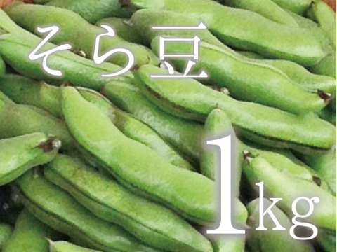【(予約)5月限定!待ってましたこの季節♪】そら豆(さや付) 1kg