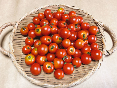 希少な自然栽培の【甘い】ミニトマト【ステラ】（1kg）