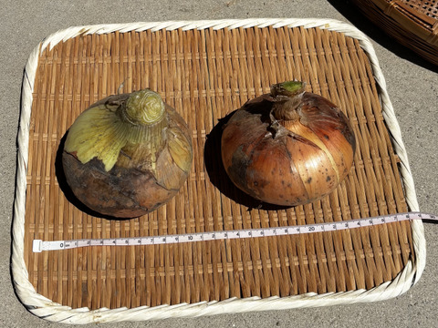 🉐ｾｯﾄ【自然栽培】特大玉ねぎ5kg＋じゃがいも1kg