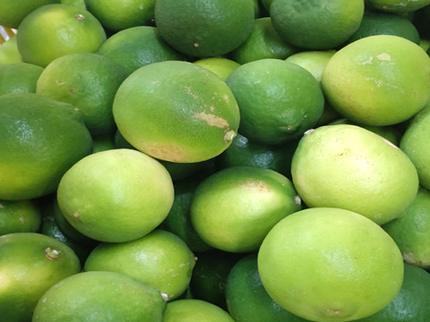 ライム 訳あり 1kg 広島 瀬戸内 瀬戸田産 ノーワックス 防腐剤不使用 家庭用