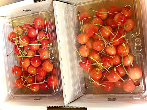 初夏の宝石！秋田県産さくらんぼ【佐藤錦】ご家庭用フードパック200g×2詰め