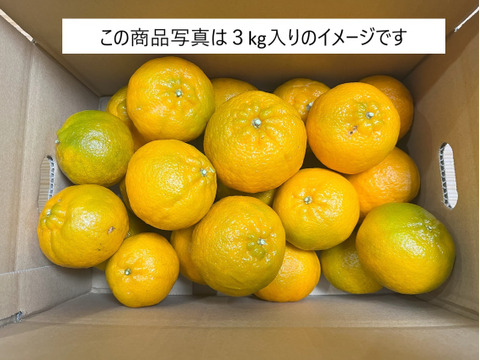 自然栽培　幻みかん5kg🍊　果汁たっぷり！ポンカンと温州みかん青島の交配種！他には無い唯一無二の限定品！