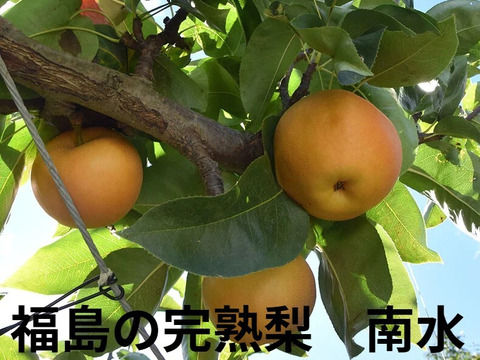 【和梨の予約】福島の完熟梨　南水5ｋｇ（11～15玉）　ギフト・贈答用に【9月上旬～9月下旬お届け予定】