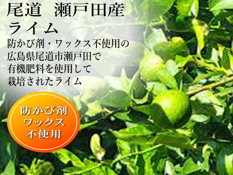 ライム 訳あり 1kg 広島 瀬戸内 瀬戸田産 ノーワックス 防腐剤不使用 家庭用