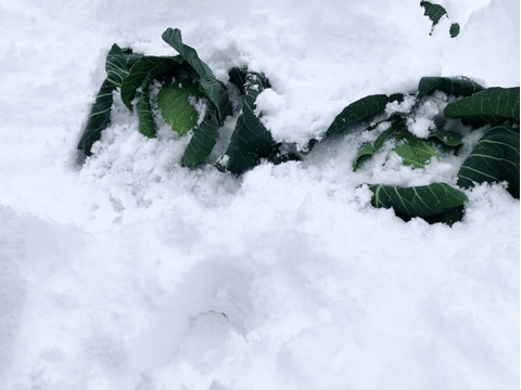 【白銀が産んだ緑宝、越冬キャベツのお届けに参りました。】　≪雪国で育まれた甘みたっぷりのキャベツ≫　兵庫県香美町産「雪ぶとんキャベツ」（２玉)