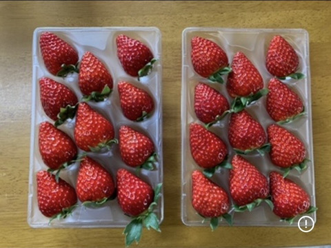 古都華　ならあかり　食べ比べ　奈良県品種　260g×2パック　いちご　苺　プレミアムイチゴ