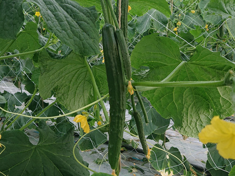 お急ぎ便 ポリポリ新鮮きゅうり3 埼玉県産のキュウリ 食べチョク 産地直送 産直 お取り寄せ通販 農家 漁師から旬の食材を直送