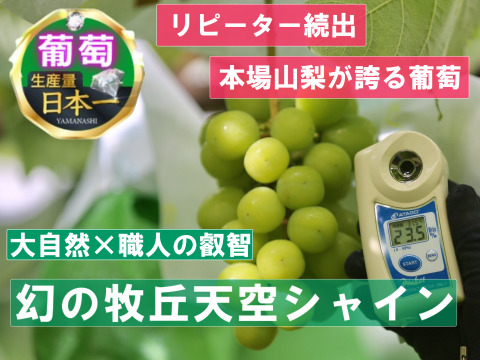 🍇リピーター続出🍇同じ品種とは思えない幻の牧丘天空シャインマスカット雲海を見下ろす標高1000mの高原地で育つ幻の葡萄🍇秋ギフト🍇お試し約1kg2～3房【朝どれ高級ぶどう】🍇2026年11月上旬予約🍇