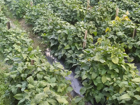 【今が旬】プリプリ大粒(枝付き黒枝豆)800~1kg和歌山産