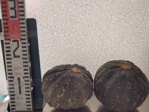 肉厚ホクホク兵庫産 かぼちゃ2個   2500ｇ