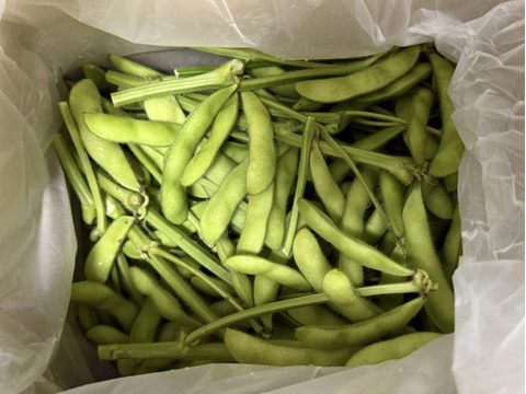 【朝どれ】今が旬！17代目が作りだす野田市特産枝付き枝豆
　１ｋｇ