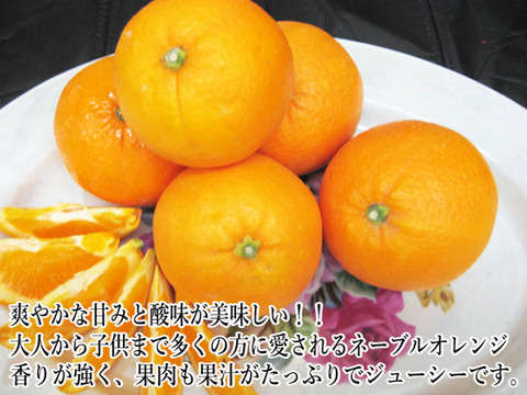ネーブルオレンジ 3kg 広島 瀬戸田産 家庭用 国産ネーブル