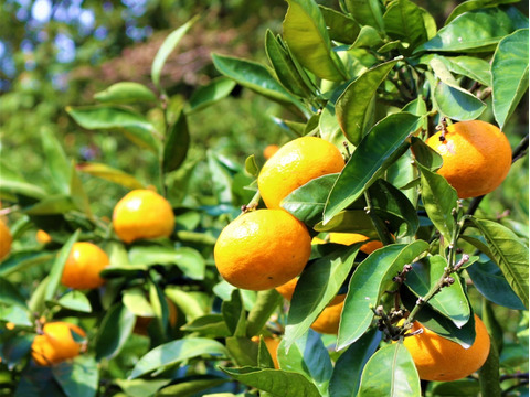 【訳あり】酸味がやみつきに！昔ながらの愛媛みかん(５㌔)(傷あり)