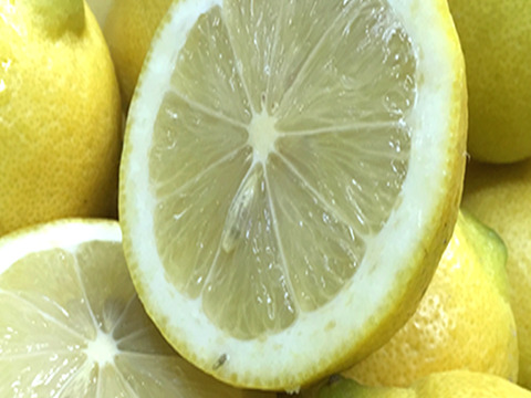 レモン 加工用 5kg 国産 瀬戸内レモン 広島レモン 瀬戸田レモン 加工用レモン 瀬戸内レモン ノーワックス 防腐剤不使用