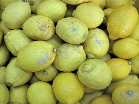 レモン 加工用 10kg 国産 瀬戸内レモン 広島レモン 瀬戸田レモン 加工用レモン 瀬戸内レモン ノーワックス 防腐剤不使用