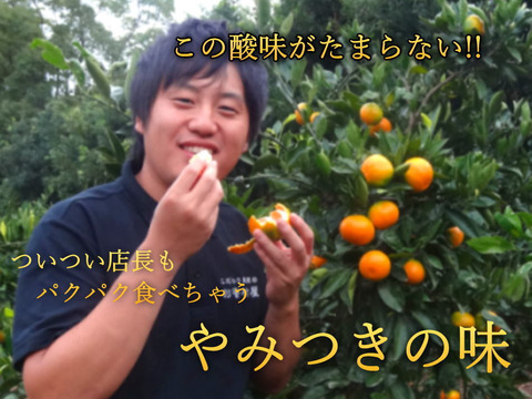 【３箱まとめ買い】大感動！糖度16度越え！魔法のみかんと話題！こんなにみかんって甘いんだ！極早生みかん「ゆら早生」の最高峰！薄皮と濃厚な味わい「ゆらりん」お試し品２ｋｇ３箱セット【225-2k-3】