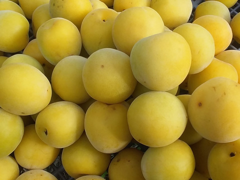 【冷凍梅】美味梅シロップ手作りレシピ進呈中！(2㎏)和歌山産