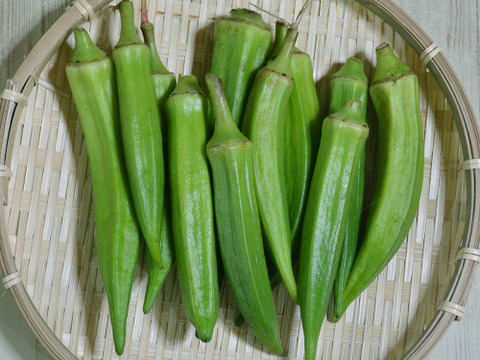 鹿児島産おくら 1kg （きゅうりやにがうりなどをサービスでお付け致します。）