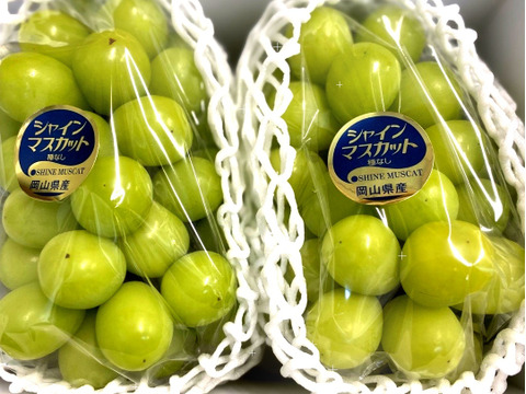 【赤秀】朝採れシャインマスカット｜農家直送1.0kg（500g×2）