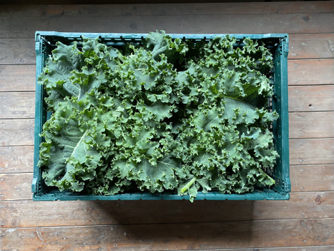 【カーリーケール】1kg   農薬・化学肥料不使用栽培