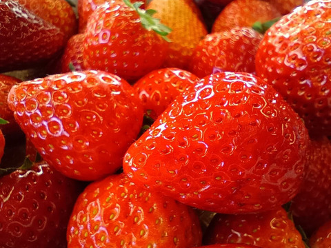 栃木県産とちあいか！たっぷり約1kg！規格外のため格安！甘くて酸味が少ない品種です！