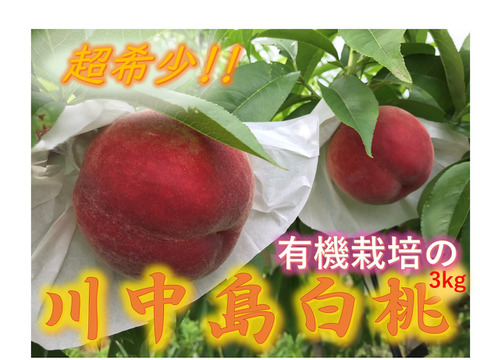 【川中島白桃 約3kg】【有機栽培】自然に優しく希少でジューシーな天然桃(9～12個入)！