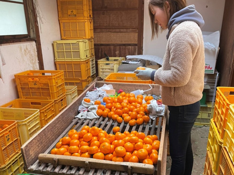 【アワード受賞福袋】応援ありがとう！仲屋の柑橘 食べ比べセット 《3月下旬発送》仲屋 海瀬農園  バラエティセット