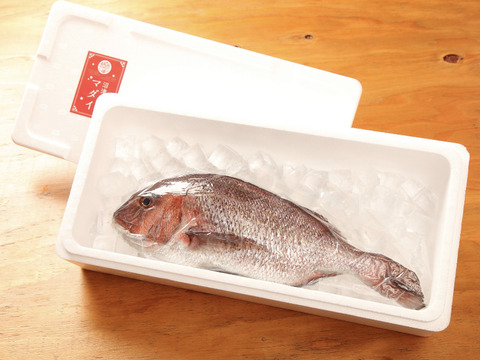 【冷凍】沼津産マダイ1尾 約750g（処理済み）お食い初め・鯛姿焼き・煮付けに！