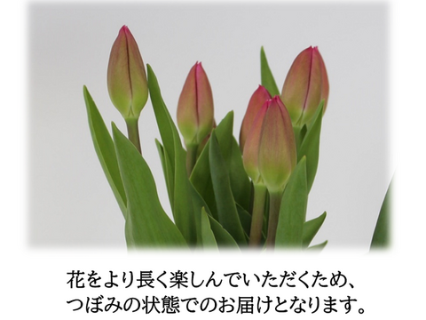 限定名 2 25金 発送 八重咲きミックス チューリップ切り花 10本 2品種 北海道 沖縄県配送不可 新潟県産の花 植物 食べチョク 産地直送 産直 お取り寄せ通販 農家 漁師から旬の食材を直送 限定名 2 25金 発送 八重咲きミックス チューリップ切り花 10本 2品種 北海道 沖縄県配送不可 新潟県産の花 植物 食べチョク 産地直送 産直 お取り寄せ通販 農家 漁師から旬の食材を直送