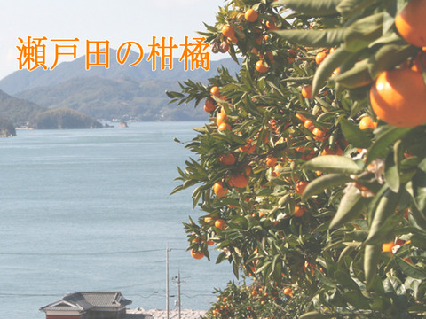 ネーブルオレンジ 3kg 広島 瀬戸田産 家庭用 国産ネーブル