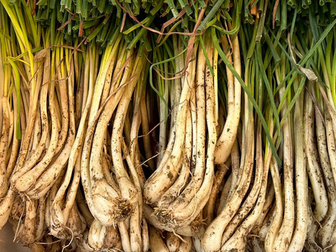 土付き　沖縄島ラッキョウ　3㎏