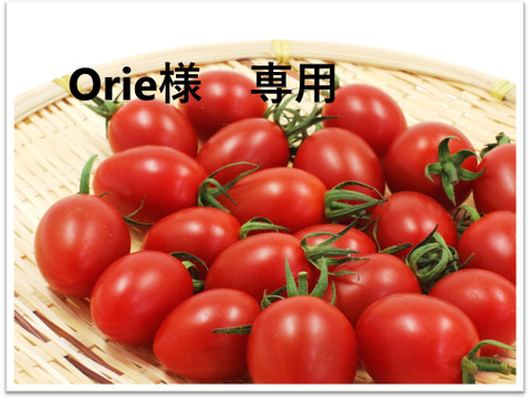 加工用バラ詰めいちご1 ミニトマトアイコ1 セット 愛知県産 食べチョク 農家 漁師の産直ネット通販 旬の食材を生産者直送 加工用バラ詰めいちご1 ミニトマトアイコ1 セット 愛知県産 食べチョク 農家 漁師の産直ネット通販 旬の食材を生産者直送