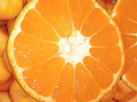 みかん 訳あり 10kg 広島 瀬戸田産 早生みかん 家庭用みかん