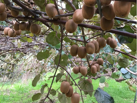 安心のオーガニック 和歌山県産有機栽培ミニキウイフルーツ（SSサイズ2kg 25〜30個）
