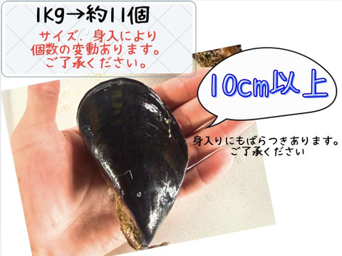【期間限定・数量限定】陸奥湾産 天然 活ムール貝〈特大サイズ〉アウトレット 1kg〜