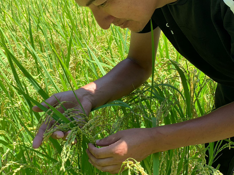 農家直送　特別栽培米 新米２０２５『ミネアサヒ』 令和７年産 ２キロ