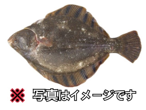 知床らうす直送【カレイの王様】マツカワガレイ 神経締め 嬉しいオマケ付き