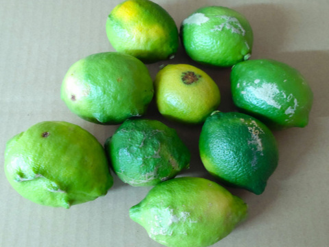 レモン 加工用 10kg 国産 瀬戸内レモン 広島レモン 瀬戸田レモン 加工用レモン 瀬戸内レモン ノーワックス 防腐剤不使用