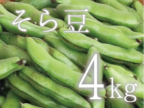 【(予約)５月限定！待ってましたこの季節♪】そら豆(さや付)　4kg