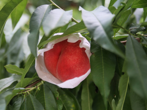 【お急ぎ便・日時指定OK】朝どれ桃をスピード出荷！品種おまかせ 約4kg（10〜12玉）