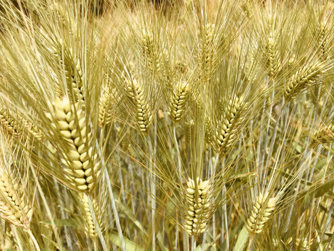 自然栽培もち麦 大麦 はねうまもち 福島県産の米 穀類 食べチョク 産地直送 産直 お取り寄せ通販 農家 漁師から旬の食材を直送